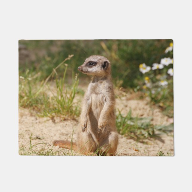 Tapete Meerkat 038 (Frente)