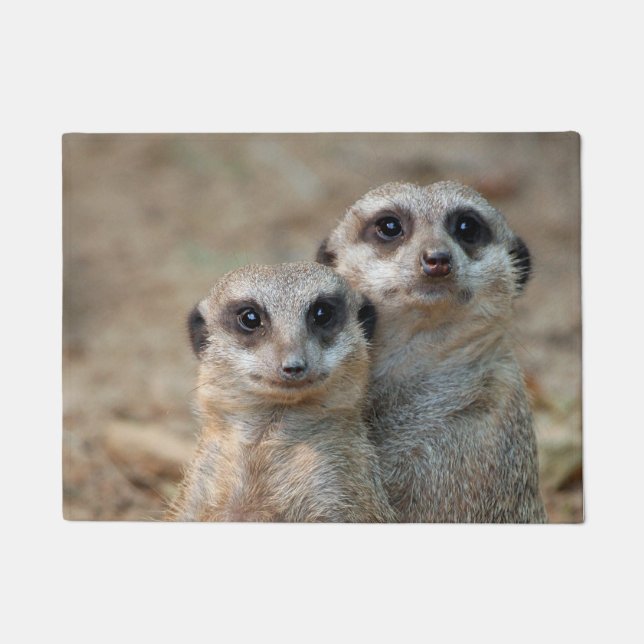 Tapete Meerkat 047 (Frente)