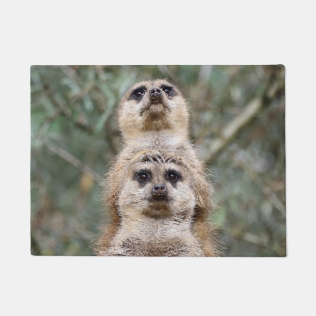 Tapete Meerkat 081 (Frente)