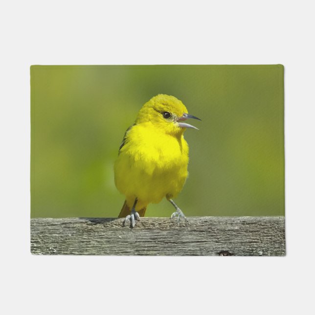 Tapete Orchard Oriole - Fotografia original (Frente)