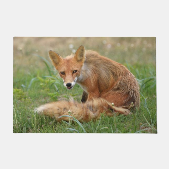 Tapete Porta de 24" x 36" da raposa (Frente)