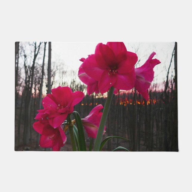 Tapete Red Amaryllis e Winter Sunrise (Frente)