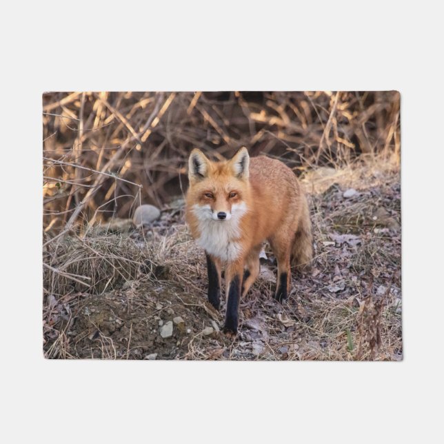 Tapete Red Fox perto e pessoal (Frente)