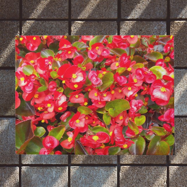 Tapete Red Wax Begonias Floral (In Situ)