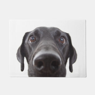 Tapete Retrato de Closeup Black Labrador