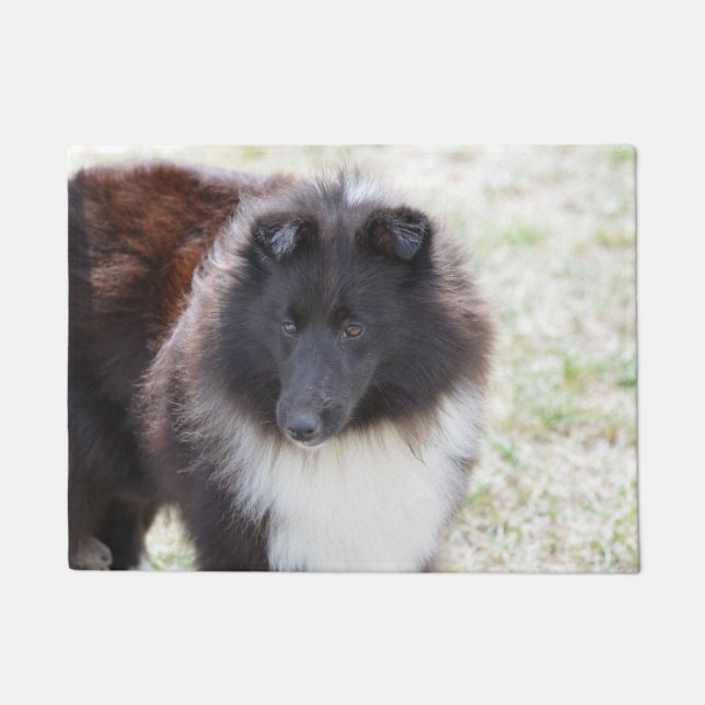 Tapete Sheltie adorável (Frente)