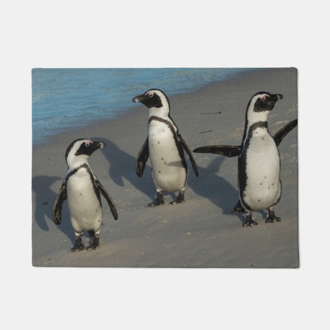 Tapete Spheniscus africano Demersus dos pinguins | (Frente)