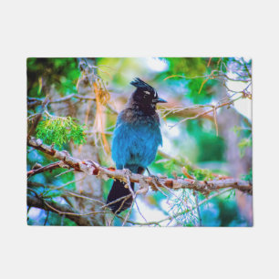 Tapete Steller's Jay - Fotografia original