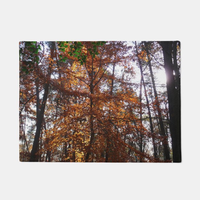 Tapete Sunlight Through Fall Tree (Ponta de Sol por Queda (Frente)