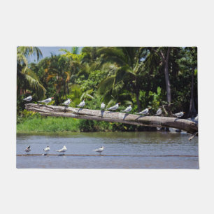 Tapete Terns reais, estuário do rio Tortuguero - Costa R