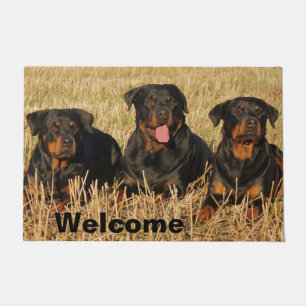 Tapete Três Cães Rottweiler - Pacote de Rotinas Bem-Vin
