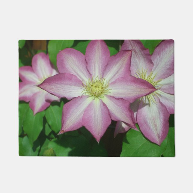 Tapete Trio de Vinha-Primavera branca e rosa-clematis (Frente)