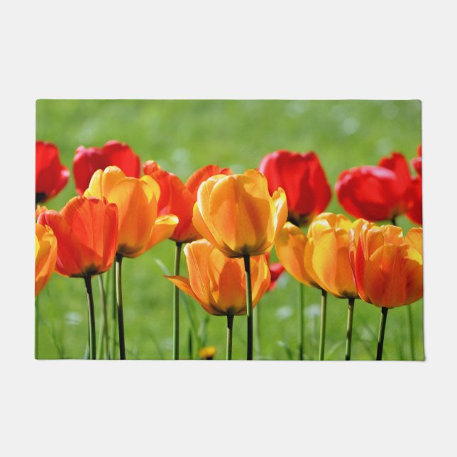 Tapete Tulipas Amarelas E Vermelhas (Frente)