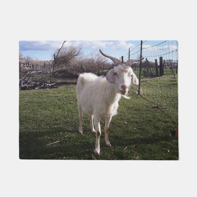 Tapete Um jovem Goat (Frente)