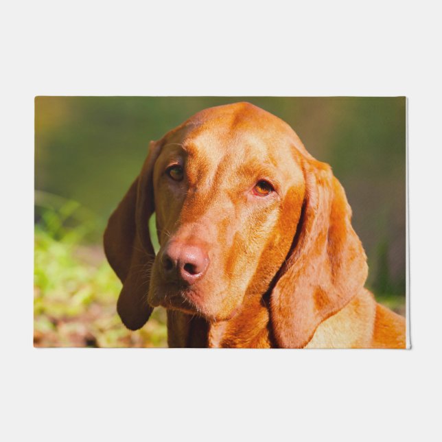 Tapete Vizla Húngara. (Frente)