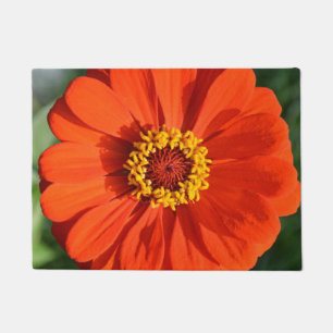 Tapete Zinnia laranja