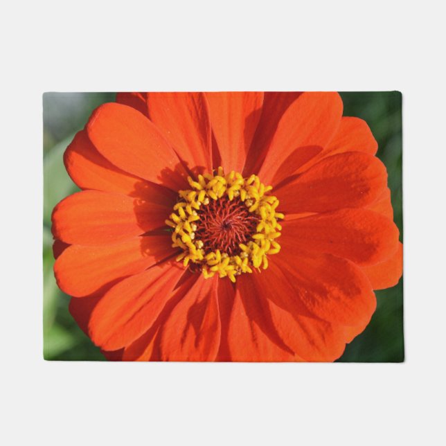 Tapete Zinnia laranja (Frente)