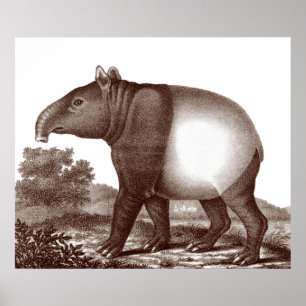 Tapir malaio em uma paisagem do impressão antigo