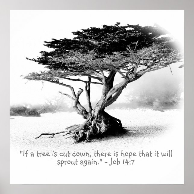 TAREFA 14:7 Poster (Frente)