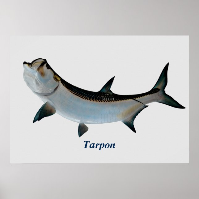 Tarpon Poster (Frente)