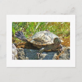 Tartaruga dançante - Cartão postal