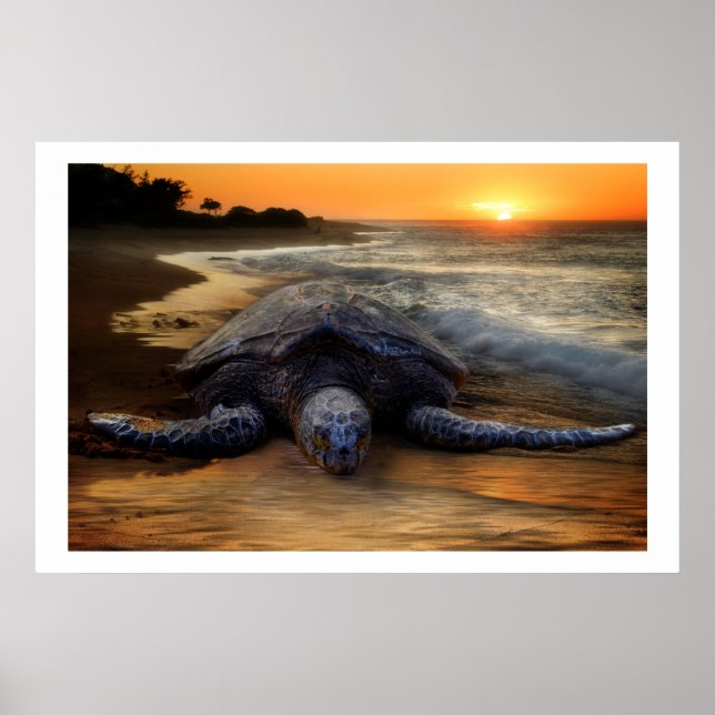 Tartaruga marinha em Poster Sunset (Frente)