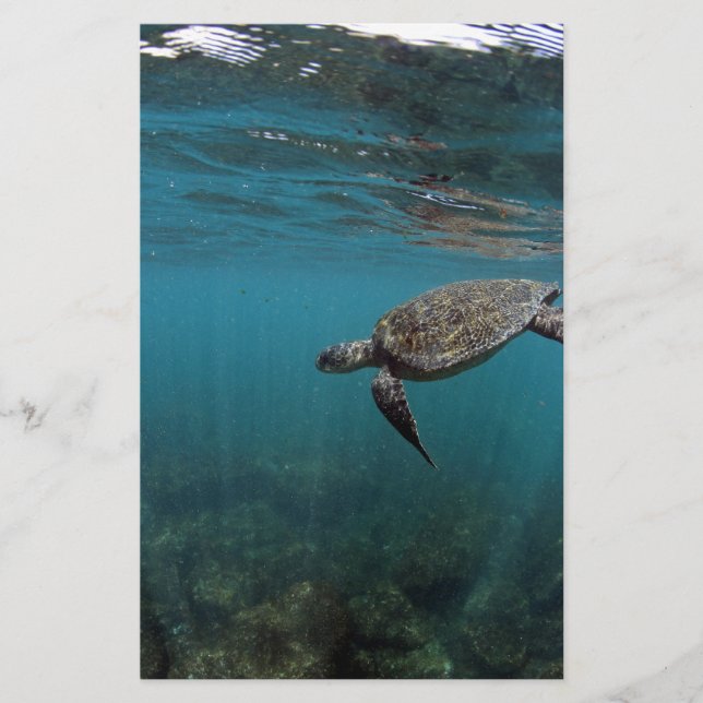 Tartaruga marinha nadando debaixo de água Ilhas Ga (Frente)