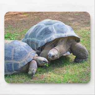 Tartarugas Mousepad de Aldabra