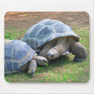 Tartarugas Mousepad de Aldabra