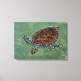 Tartarugas na Canvas