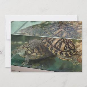 Tartarugas Terrosas Elegantes Cartão de Reflexo da