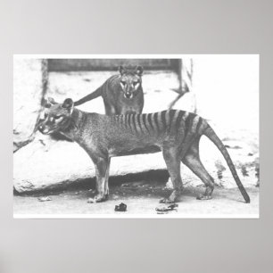 Tasmanian Tiger Poster ,Canvas