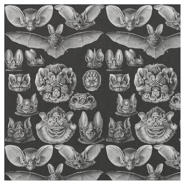 Tecido 1904 Haeckel Chiroptera (Detalhe)