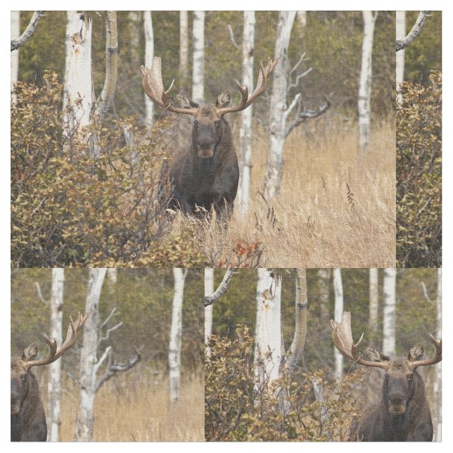 Tecido Alces impressionantes de Bull (Detalhe)