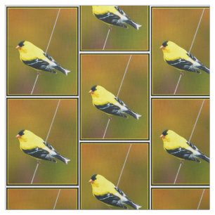 Tecido American Goldfinch - Fotografia original