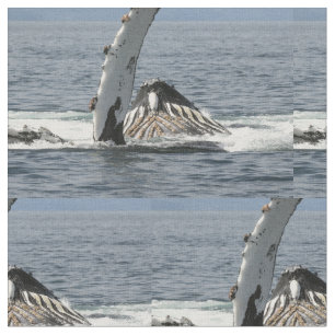 Tecido Baleia de Humpback