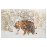 Bebê da família do tigre