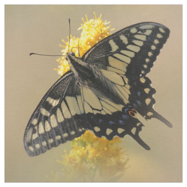 Tecido Bela Anise Swallowtail Borboleta no Sol (Modelo)