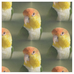 Tecido Branco bonito papagaio inchado do Caique