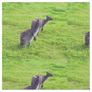 Tecido Cangurus Australianos em Pastagem Verde,
