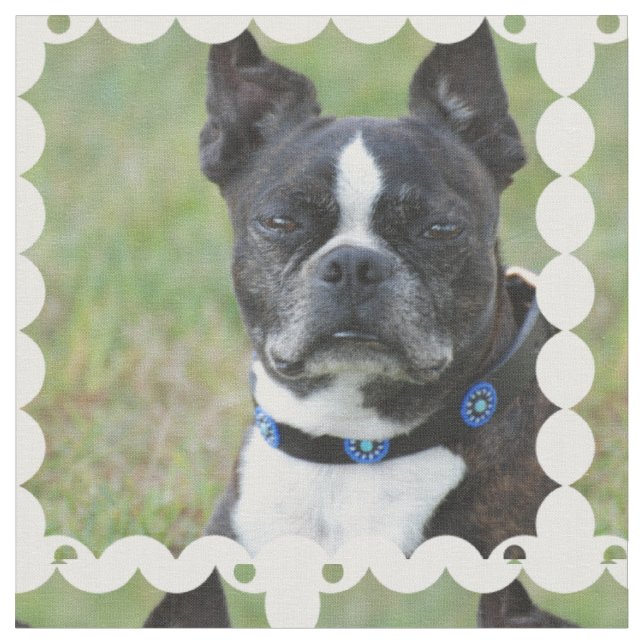 Tecido Cão clássico de Boston Terrier (Detalhe)