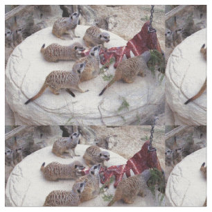 Tecido Carnívoros Meerkats,