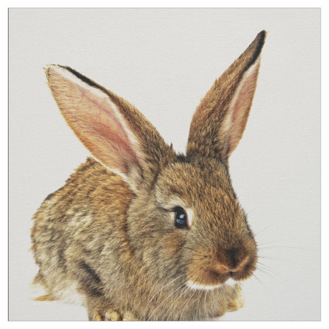 Tecido Coelho bonito (Modelo)