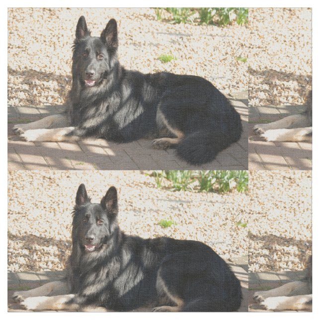 Tecido colocação colorida bi do german shepherd (Detalhe)