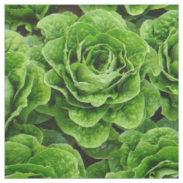 Tecido da foto do campo da alface de alface romana