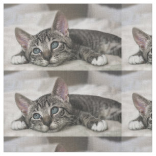 Tecido de gato!