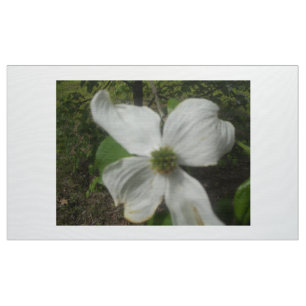 Tecido Dogwood no primavera