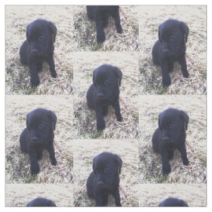 Tecido Filhote de cachorro preto de labrador retriever