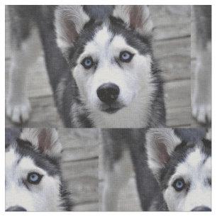 Tecido Filhote de cachorro ronco