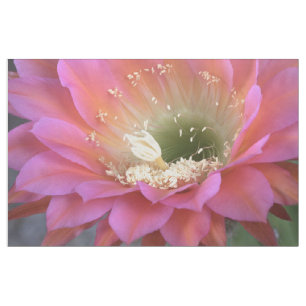 Tecido Flor rosa de Cactus no deserto